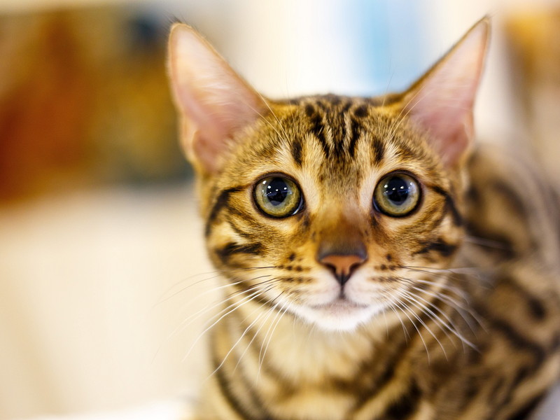 【キャットケアスぺシャリスト執筆】こんなにも大好きでごめんね!「猫に申し訳ないと思った瞬間」5選