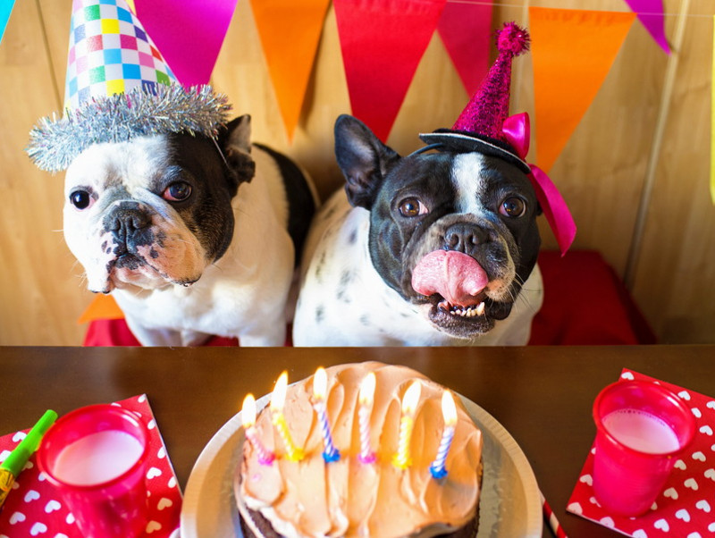 愛犬も大満足 自分で作れちゃう 犬用クリスマスケーキ を作ってみた 記事 わんにゃ365 今日も明日もワンダフル