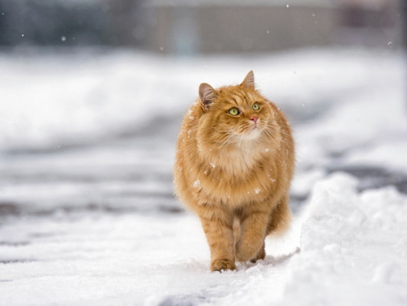 本当にこたつが好きなの 猫の生体に合わせた 正しい暖房の使い方 記事 わんにゃ365 今日も明日もワンダフル