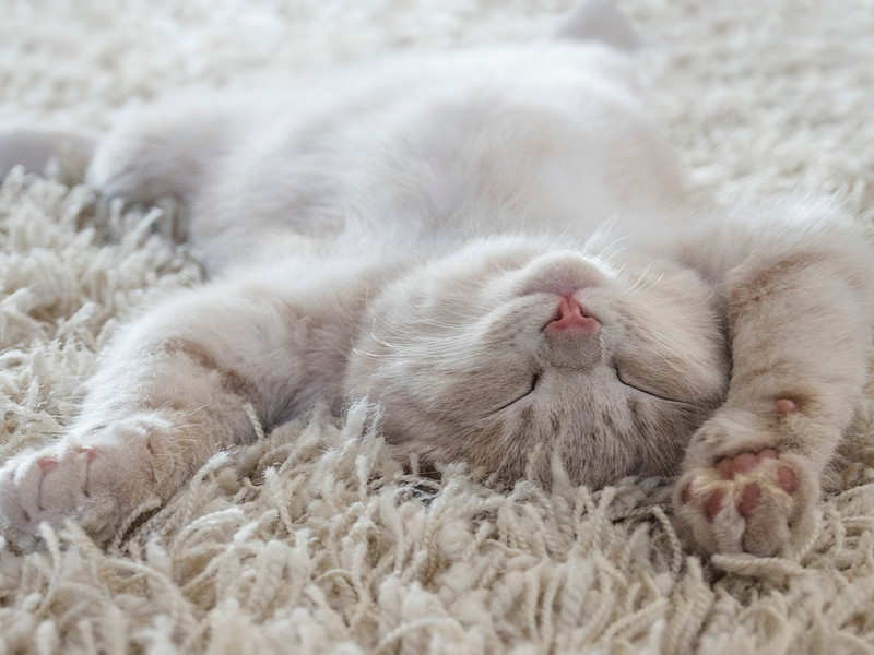 【獣医師執筆】かわいいけどこんな時は危険!? 猫が「寝言」を言う理由と注意すべきこと