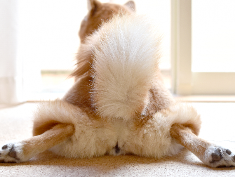 獣医師執筆 犬が おしり を嗅ぐのはなぜ そのしぐさの意味と嗅覚のおもしろ雑学 記事 わんにゃ365 今日も明日もワンダフル 獣医師執筆 犬が おしり を嗅ぐのはなぜ そのしぐさの意味と嗅覚のおもしろ雑学 記事 わんにゃ365 今日も明日もワンダフル