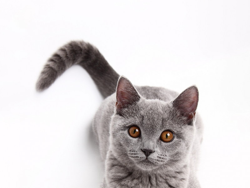 清潔に保つことが大切 猫の スタッドテイル について理解しておきたいこと 記事 わんにゃ365 今日も明日もワンダフル 清潔に保つことが大切 猫の スタッドテイル について理解しておきたいこと 記事 わんにゃ365 今日も明日もワンダフル