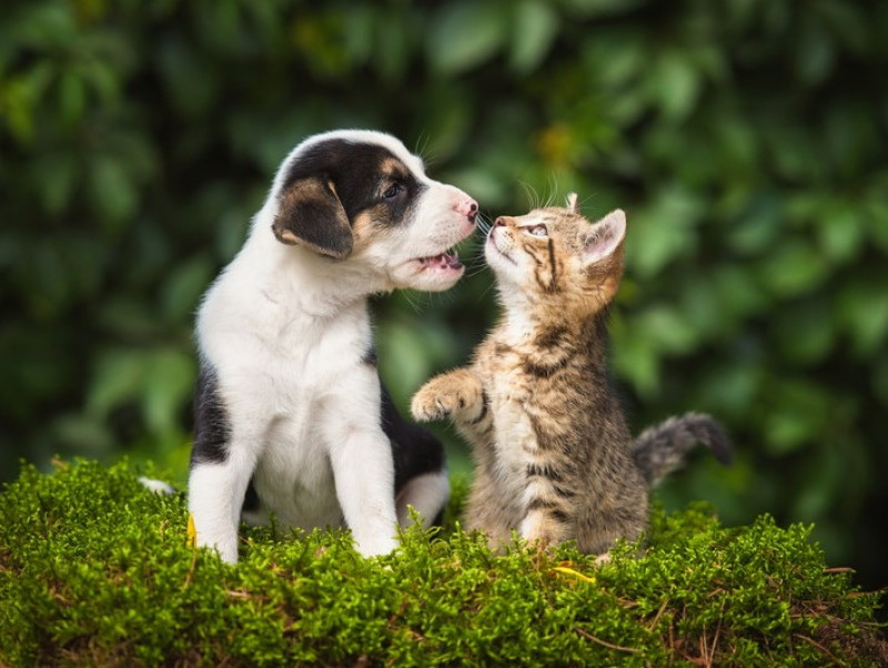 順番を間違えるのはng 犬と猫を一緒に飼う 実現するための基礎知識 記事 わんにゃ365 今日も明日もワンダフル