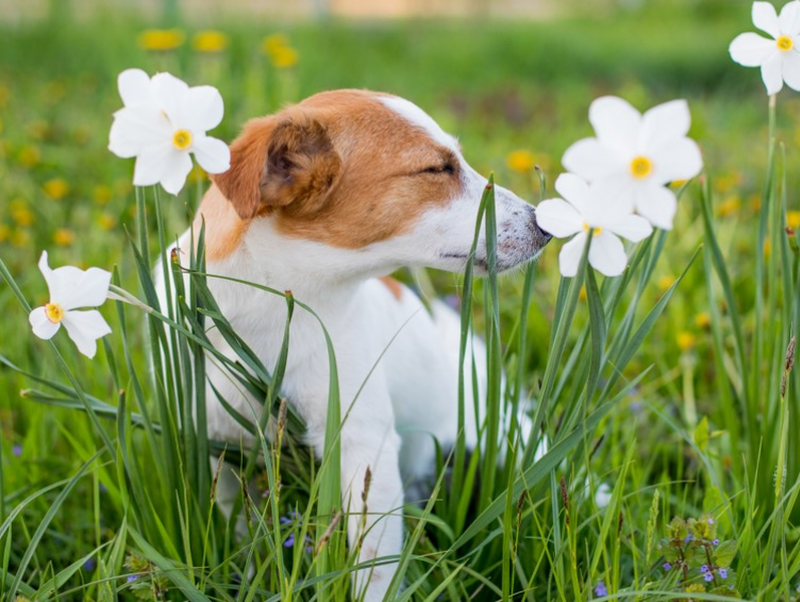 原因はひとつじゃない 犬の くしゃみ 基礎知識 疑うべき病気 記事 わんにゃ365 今日も明日もワンダフル