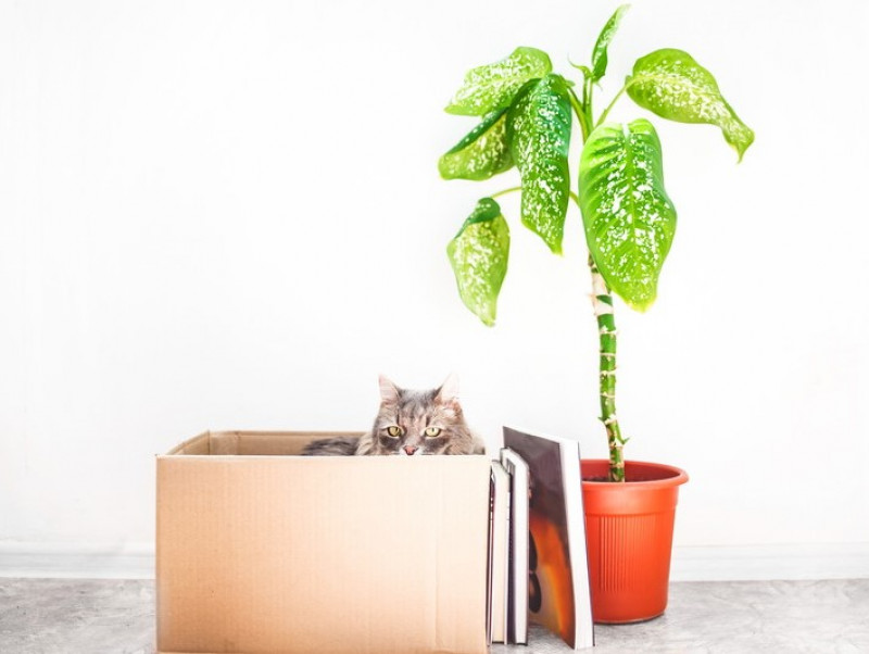 生活感を隠してスッキリ ペットのお手入れグッズ オシャレ 便利 収納術 記事 わんにゃ365 今日も明日もワンダフル