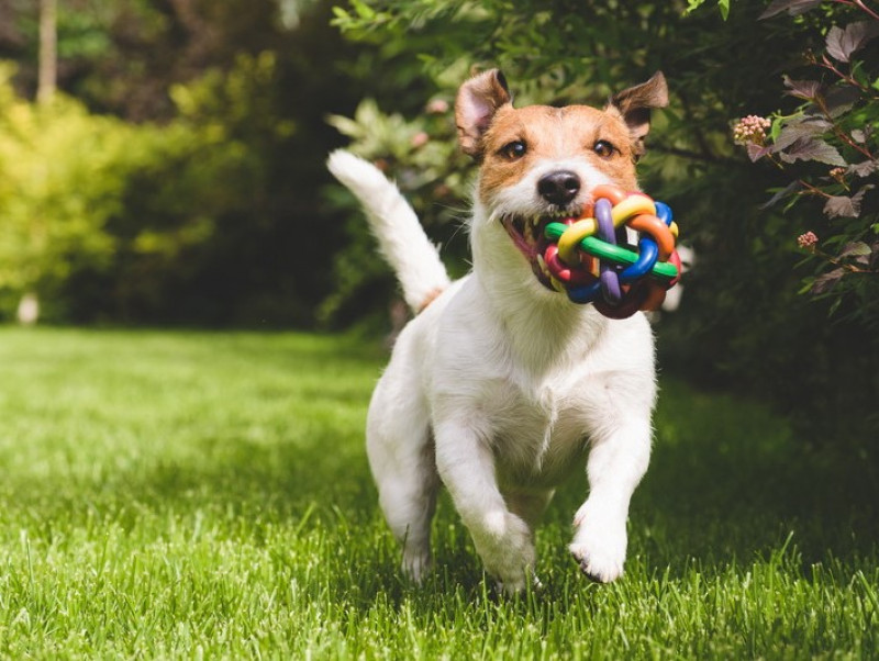 ドッグトレーナーが教える！「うまく遊べない犬」気になる原因＆実践したい対処法