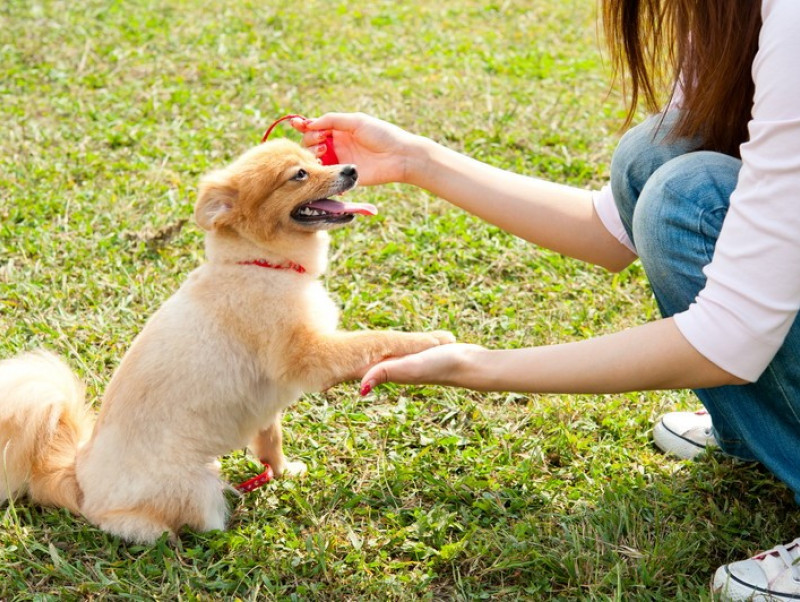 [10000印刷√] 犬 しつこい しつけ 479324犬 しつこい しつけ joki1pict