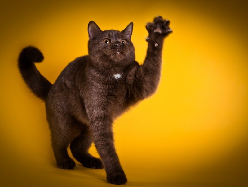 猫が「引っ掻く&噛む」のはなぜ?気になる原因と接し方について|記事