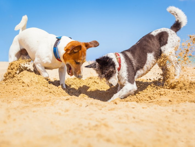 【獣医師執筆】穴を掘る行動には意味があった!? 犬の「ここ掘れワンワン」に隠れた秘密