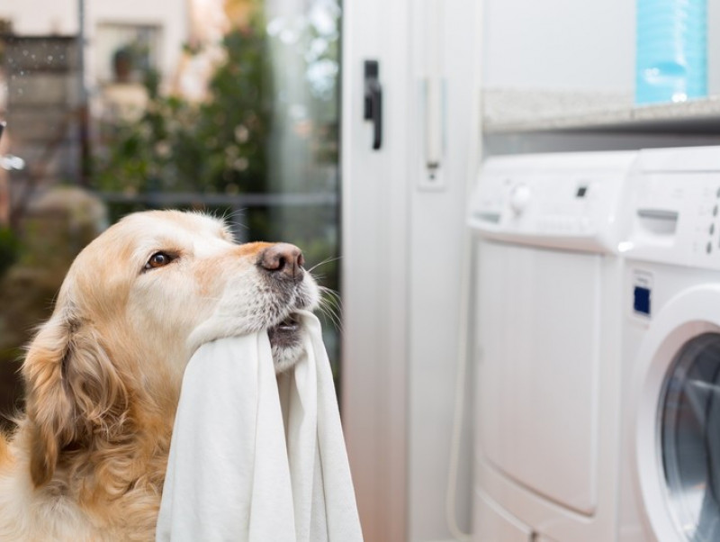 人間と同じ洗剤でok 犬猫の洋服やタオル 正しい洗い方 を獣医師が解説 記事 わんにゃ365 今日も明日もワンダフル