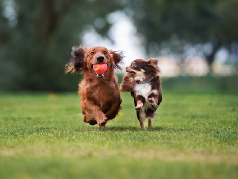 犬同士でも 好き嫌い があるのはなんで 人もきっと共感できる犬の世界 記事 わんにゃ365 今日も明日もワンダフル