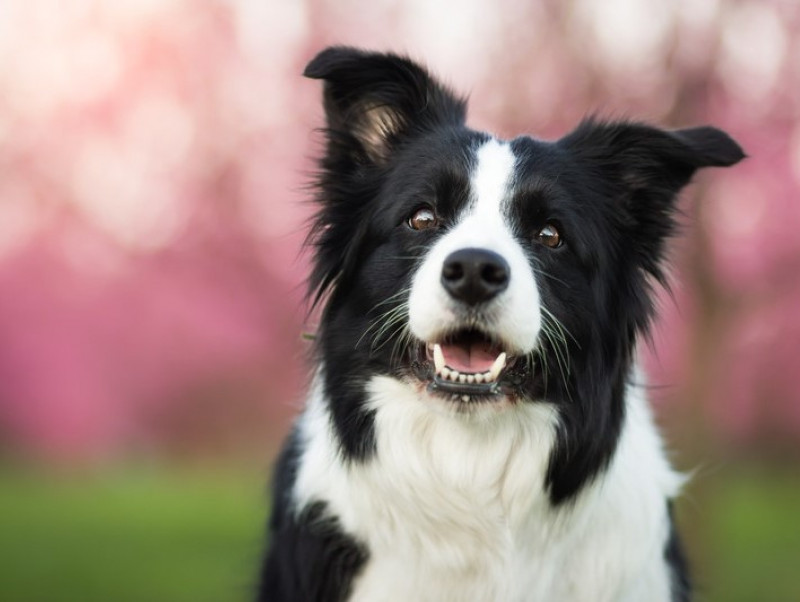 犬の 脳 はどうなってるの 思考 賢さ の側面と構造的な側面から解説 記事 わんにゃ365 今日も明日もワンダフル