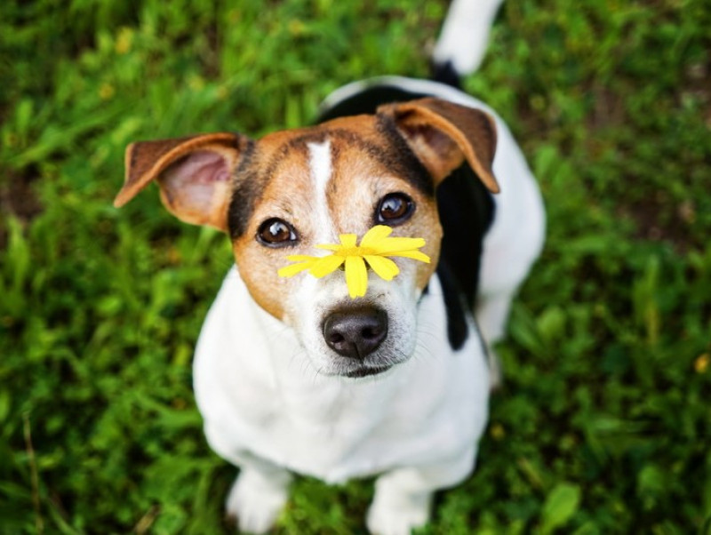 くしゃみや鼻水が増えたら要注意 犬の 花粉症 や似た症状について解説 記事 わんにゃ365 今日も明日もワンダフル