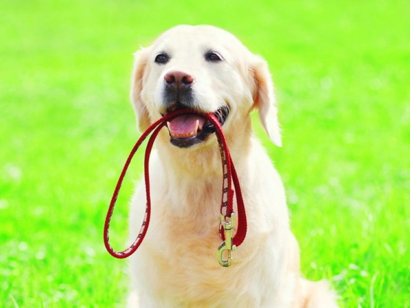 犬の お散歩グッズ どうやって片付ける 飼い主さんがラクできる便利な収納術 記事 わんにゃ365 今日も明日もワンダフル