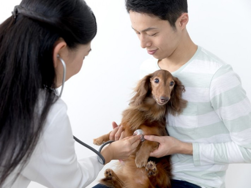 犬のがんと人のがんの違いを押さえよう 犬の がん に対して飼い主ができること 第一弾 記事 わんにゃ365 今日も明日もワンダフル