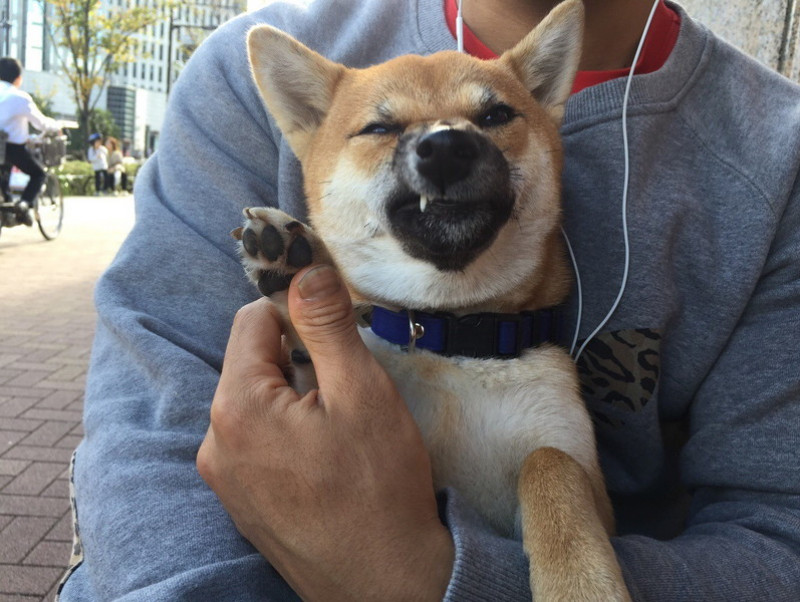 飼い主は見た 可愛すぎる 柴犬のおもしろ珍行動 3選 記事 わんにゃ365 今日も明日もワンダフル