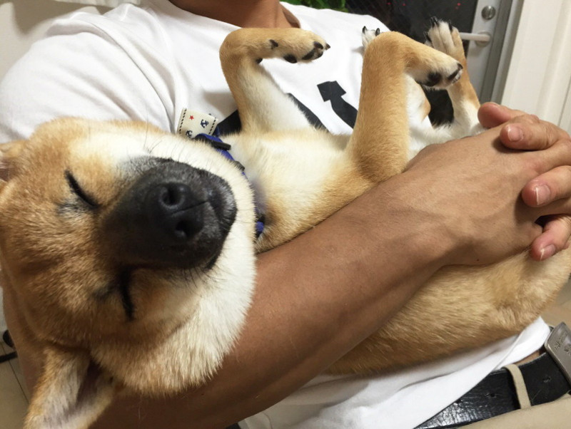 柴犬珍百景 飼い主だから分かる 柴犬の愛すべき珍行動 3選 記事 わんにゃ365 今日も明日もワンダフル 柴犬珍百景 飼い主だから分かる 柴犬の愛すべき珍行動 3選 記事 わんにゃ365 今日も明日もワンダフル