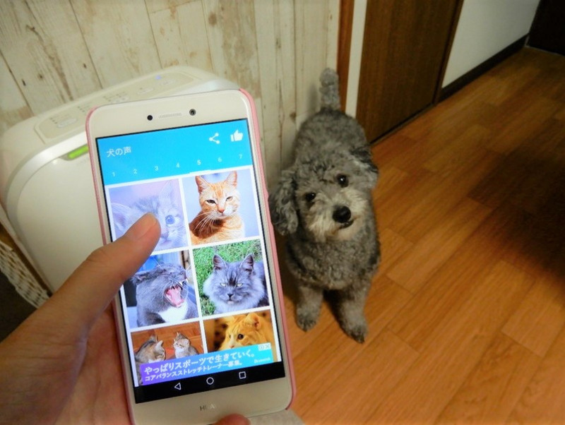 愛犬と一緒に楽しく遊べる 無料の スマホアプリ 3選 記事 わんにゃ365 今日も明日もワンダフル