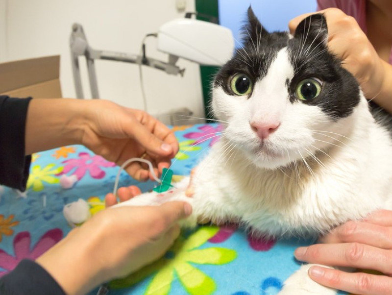 猫の 血液型 は何種類 知っておきたい基礎知識 献血の現状について 記事 わんにゃ365 今日も明日もワンダフル