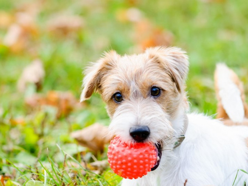 クオリティが神 ダイソーで買えるおすすめペットグッズ5選 犬編 記事 わんにゃ365 今日も明日もワンダフル