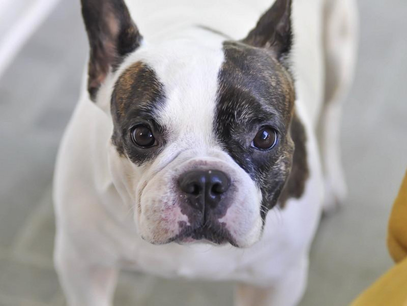 どんな意味があるの 何かを じっと見つめる 犬の行動 記事 わんにゃ365 今日も明日もワンダフル