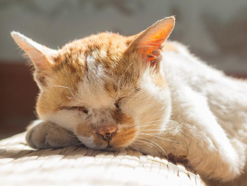 いつまでも長生きしてね 猫の 老化現象 について獣医師が解説 記事 わんにゃ365 今日も明日もワンダフル