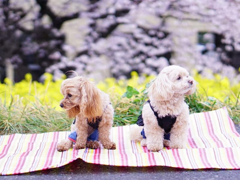 愛犬とお揃い わんちゃんも食べられる 春の行楽弁当 レシピ 記事 わんにゃ365 今日も明日もワンダフル