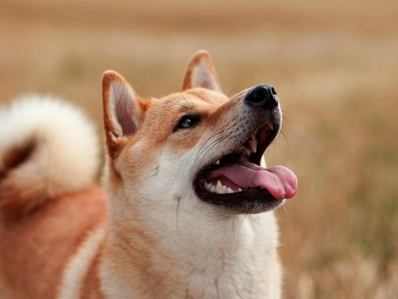 【獣医師執筆】行動学的疾患に注意！「柴犬」の体調管理で気をつけたいこと