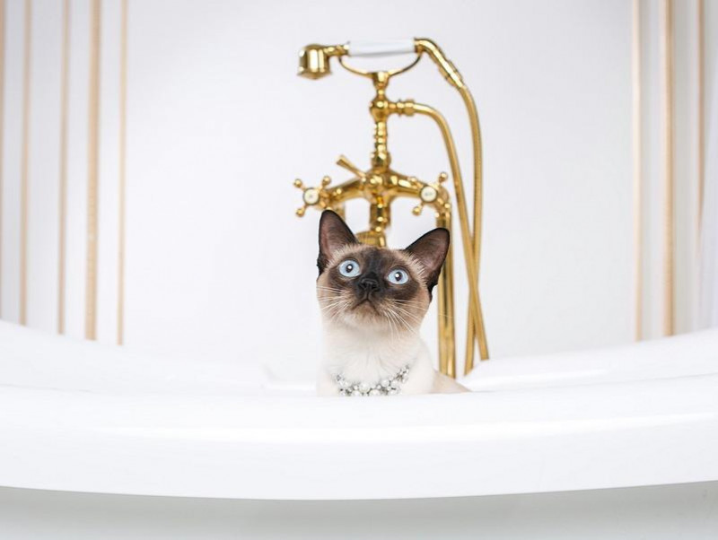 どうして お風呂 が好きなの 何気ない猫の行動について獣医師が解説 記事 わんにゃ365 今日も明日もワンダフル どうして お風呂 が好きなの 何気ない猫の行動について獣医師が解説 記事 わんにゃ365 今日も明日もワンダフル