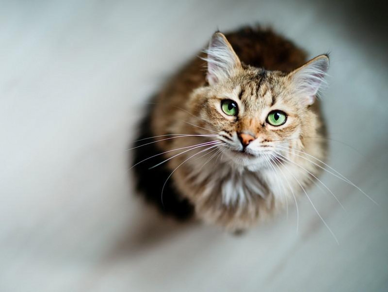 獣医師執筆 原因はひとつじゃない 猫の 嘔吐 に関する基本知識 記事 わんにゃ365 今日も明日もワンダフル