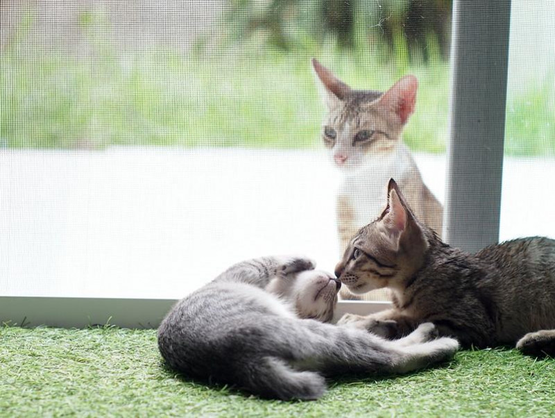 犬だけじゃない 猫も気をつけたい フィラリア症 について 記事 わんにゃ365 今日も明日もワンダフル 犬だけじゃない 猫も気をつけたい フィラリア症 について 記事 わんにゃ365 今日も明日もワンダフル