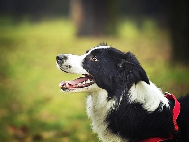 季節の変わり目は要注意 犬の 胃腸炎 は的確な判断と早めの受診がカギ 記事 わんにゃ365 今日も明日もワンダフル