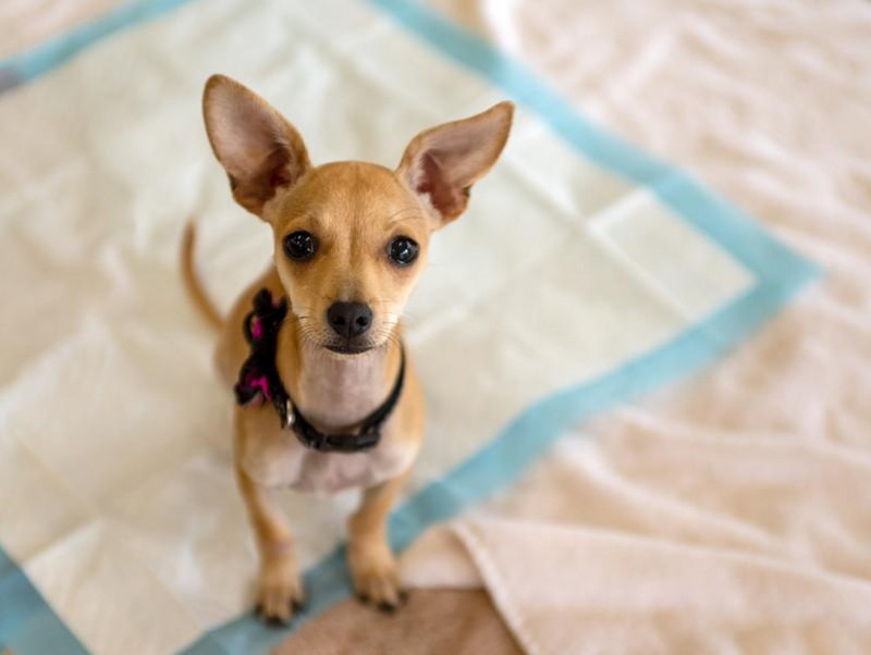 犬の気持ちが第一 獣医師がおすすめする トイレシート 5選 記事 わんにゃ365 今日も明日もワンダフル