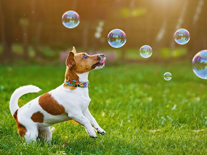 【獣医師執筆】お散歩中は強い日差しを避けてあげよう!犬への「紫外線」の影響について解説