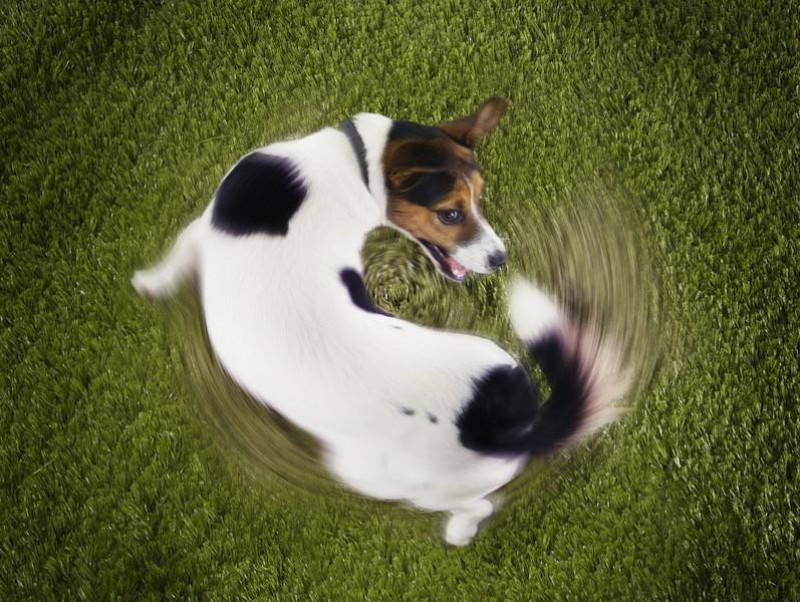 あるある でもなんで 同じ場所をくるくる回る 犬のふしぎな行動 記事 わんにゃ365 今日も明日もワンダフル