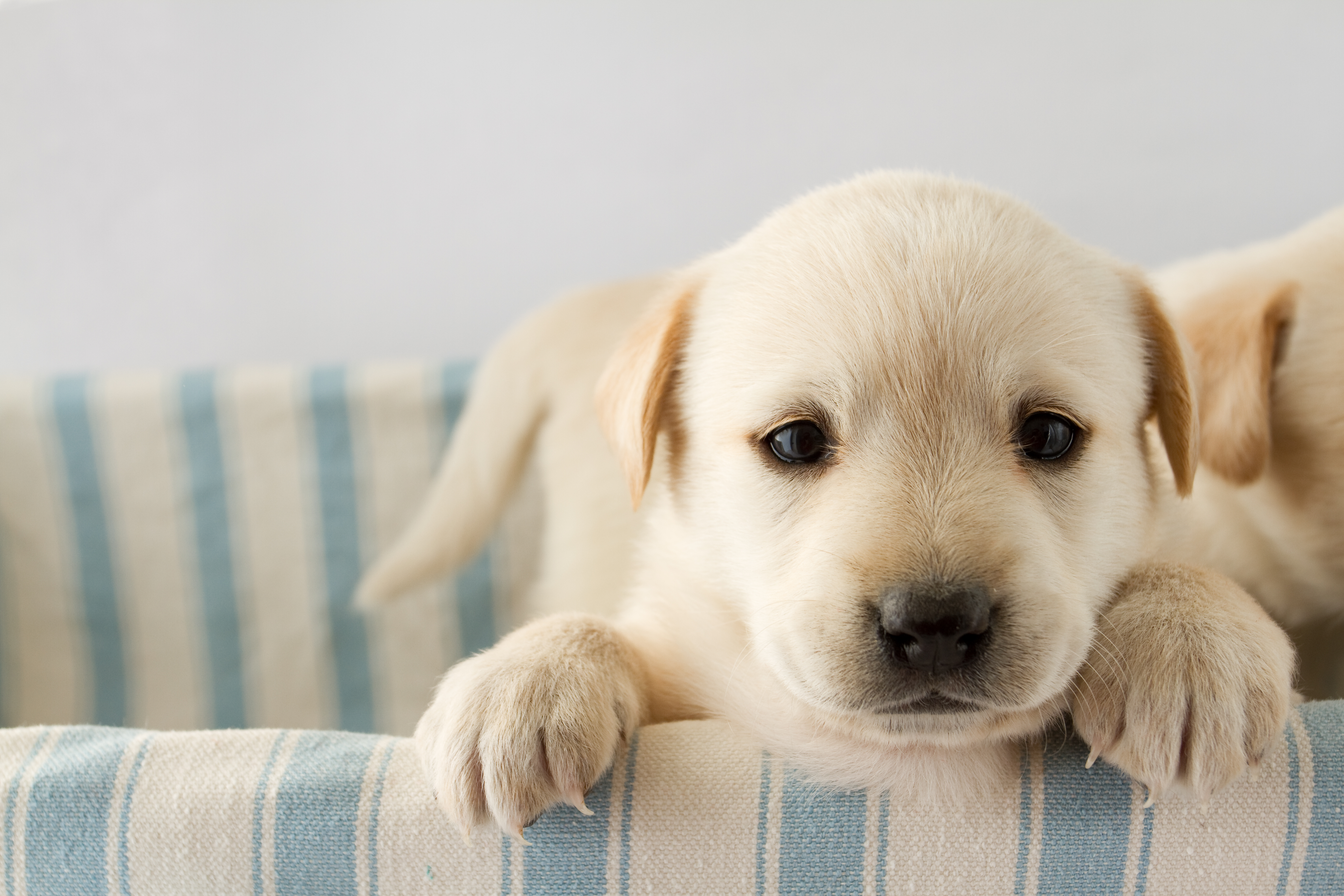 犬の目薬!愛犬が安心する目薬の差し方について