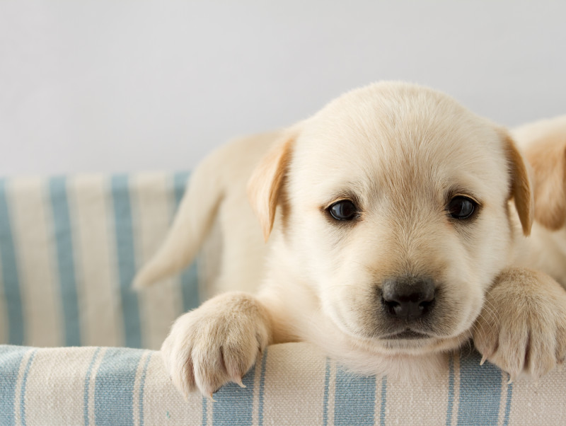 犬の目薬 愛犬が安心する目薬の差し方について 記事 わんにゃ365 今日も明日もワンダフル