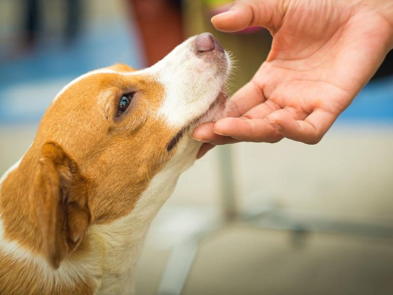 獣医師執筆 精神的にも身体的にもメリットがある 犬とのふれあいによる 健康効果 とは 記事 わんにゃ365 今日も明日もワンダフル