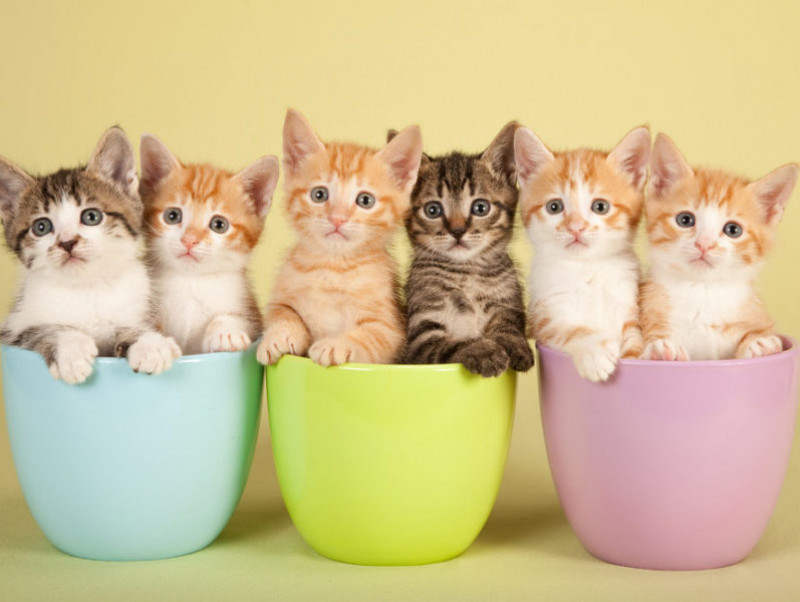 獣医師執筆 ねこちゃんの気持ちを第一に考えて 多頭飼い で注意するポイントとは 記事 わんにゃ365 今日も明日もワンダフル