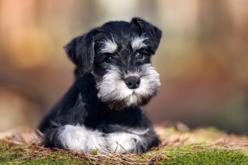 【獣医師執筆】まずは原因を見極めよう!犬の「結膜炎」と「角膜炎」について