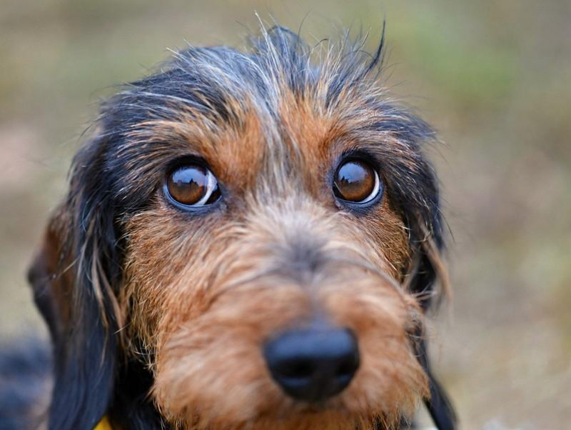 まずは原因を見極めよう 犬の 結膜炎 と 角膜炎 について 記事 わんにゃ365 今日も明日もワンダフル