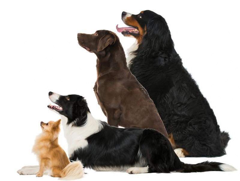 違う犬種 を一緒に飼っていいの 相性や注意点について獣医師が解説 記事 わんにゃ365 今日も明日もワンダフル