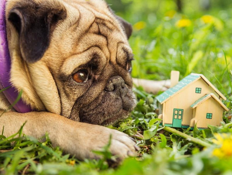 犬が暮らしやすいお家を大特集 工夫がいっぱいこだわりハウスを見てみよう 記事 わんにゃ365 今日も明日もワンダフル