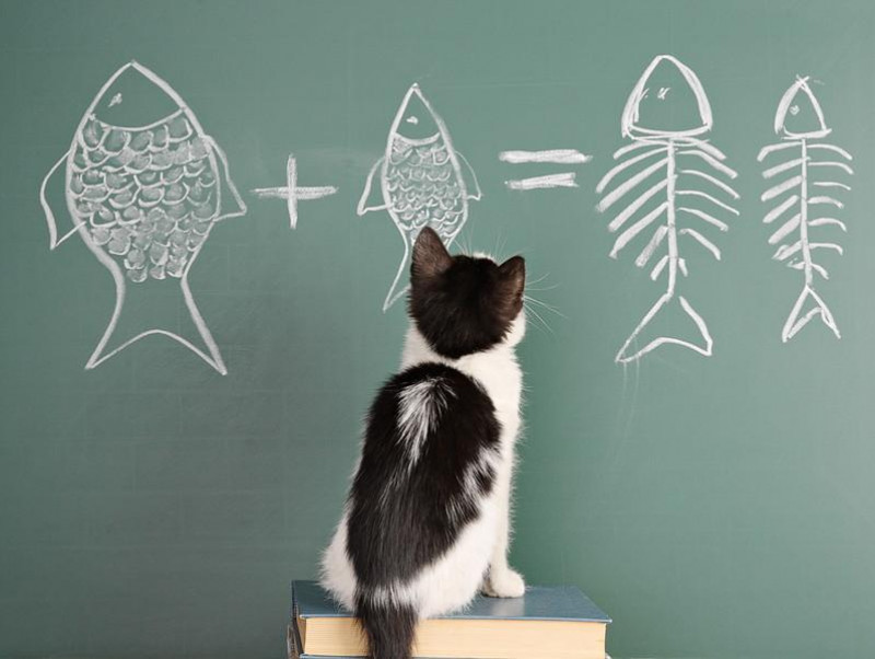 なんでそんなに夢中なの 猫が 魚 を好きな理由を獣医師が解説 記事 わんにゃ365 今日も明日もワンダフル なんでそんなに夢中なの 猫が 魚 を好きな理由を獣医師が解説 記事 わんにゃ365 今日も明日もワンダフル