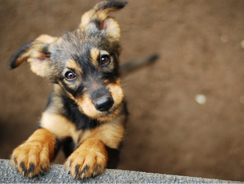 犬は飼い主に似る は本当 犬の性格について獣医師が解説 記事 わんにゃ365 今日も明日もワンダフル