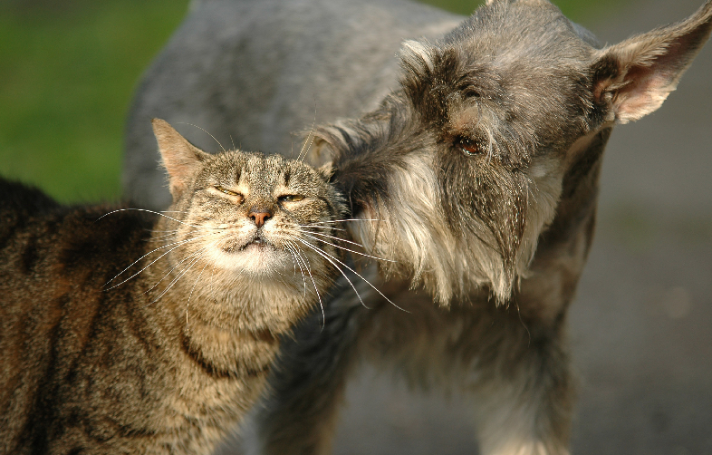 【獣医師執筆】犬猫の「ヒゲ」の役割とは?獣医師が教えるヒゲの秘密