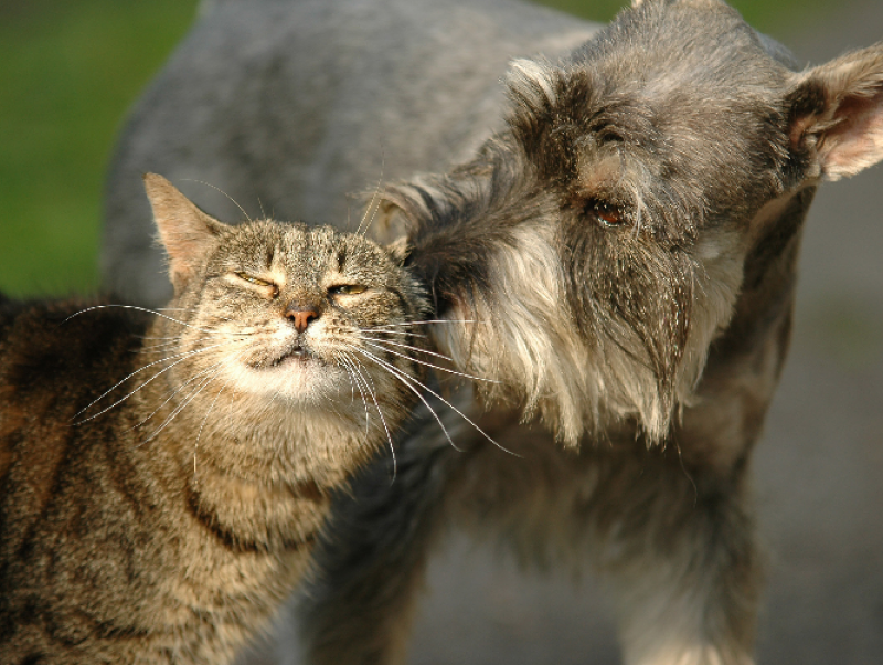 獣医師執筆 犬猫の ヒゲ の役割とは 獣医師が教えるヒゲの秘密 記事 わんにゃ365 今日も明日もワンダフル