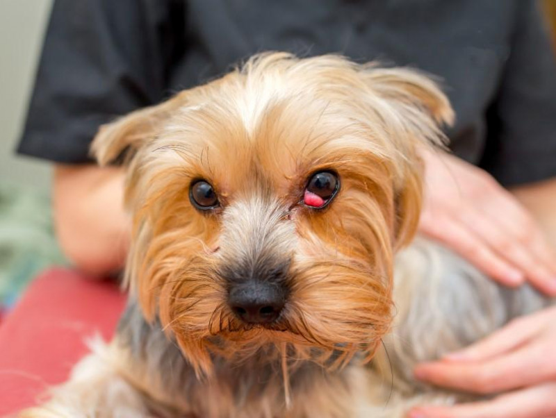 獣医師執筆 犬の目頭が赤く腫れる チェリーアイ 症状や治療法とは 記事 わんにゃ365 今日も明日もワンダフル