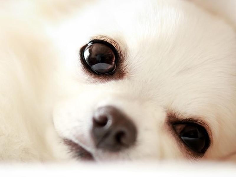 【獣医師執筆】犬の「目やに」の原因とは?対処法も伝授