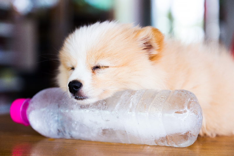 【獣医師執筆】暑くなってきたら要注意!犬の暑さを判断する方法と対策について